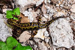 Salamandra, Salamandra qui donne son nom au domaine et qu'on croise encore