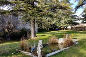 Le bassin et ses carpes