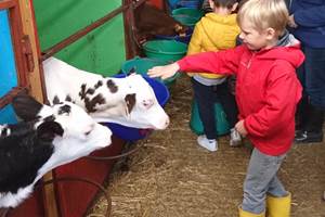 Rencontre avec les petits veaux