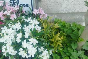 IMG_20260616_062749