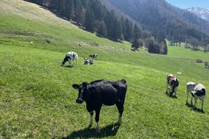 Vaches de la Gruyère aux alentours