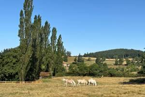 Chevaux devant l'étang Clos Lavaux
