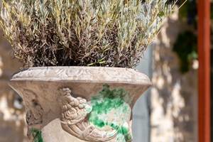 La lavande présente à la Serre des Mourgues