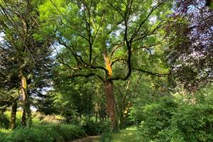 jardin