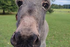 Adrien-animaldecompagnie-espiegle-tendresse-attachiant-biencheznous-hautecorrèze