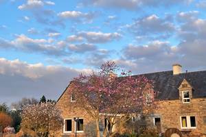 Arbres en fleurs coucher du soleil