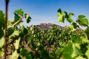 vendanges 2023 Blavet (70 sur 70)