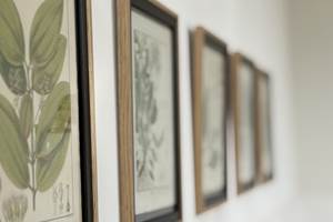 maison-jazey-gravures-botaniques-mur