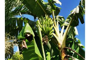 bananiers-jardin-guadeloupe-balisiers