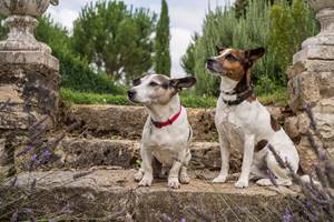 CHIENS BIEN ELEVES ACCEPTES SUR DEMANDE