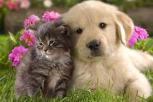 chienetchat
