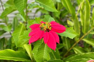 Poinsettia du jardin !