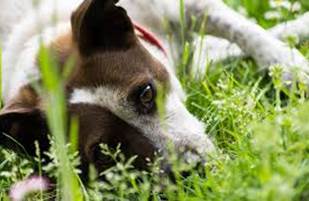 animal propre