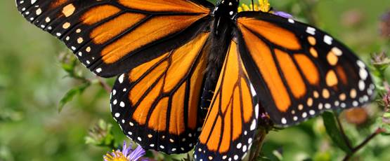 danaus-plexippus-plexippus-as-05