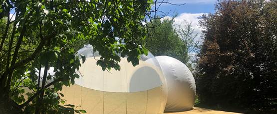 Bulle sous le séquoïa centenaire
