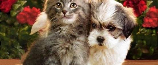 photo-de-chien-et-chat-84