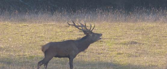 brame du cerf en automne