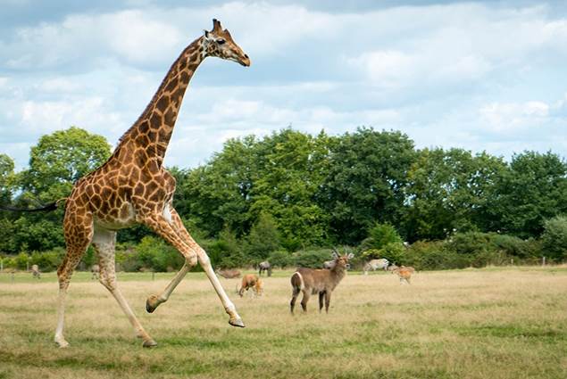 Branféré parc animalier et Botanique - Parcabout