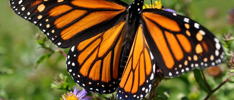 danaus-plexippus-plexippus-as-05