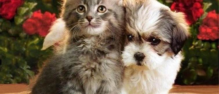 photo-de-chien-et-chat-84