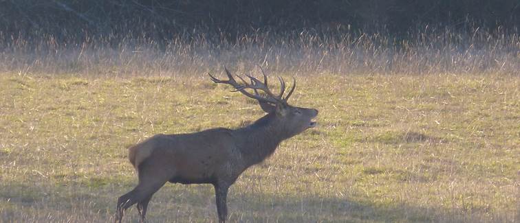 brame du cerf en automne