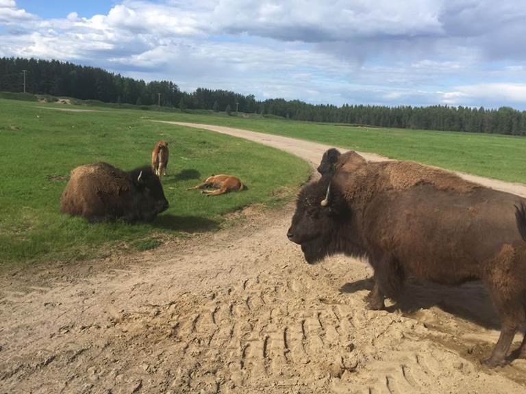 Visite du Zoo de Saint-Félicien