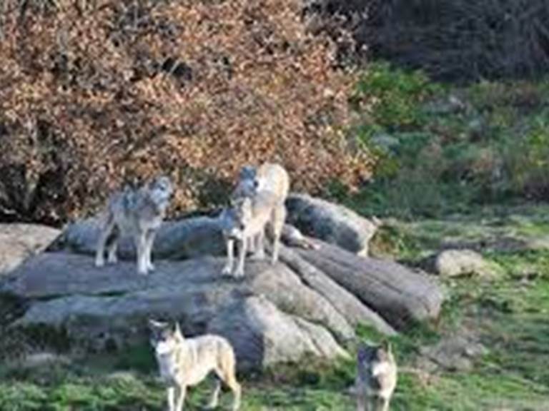 loups de Chabrières