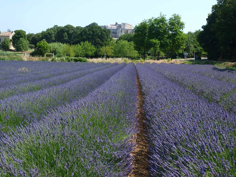 Lavendel
