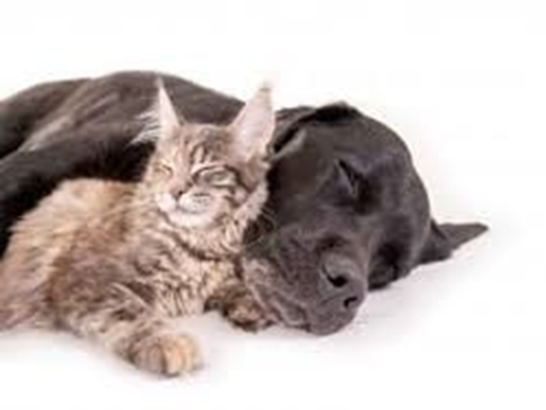animaux