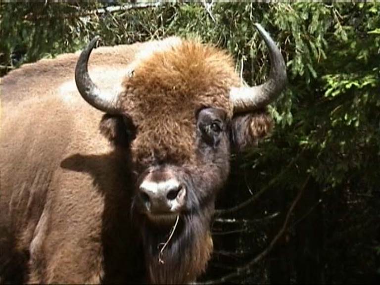 Un beau spécimen de Bison d'Europe.