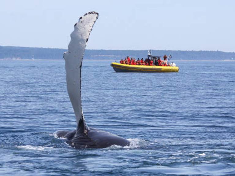 expedition-en-zodiac-2-h-tadoussac-et-baie-sainte-catherine-queue-de-baleine