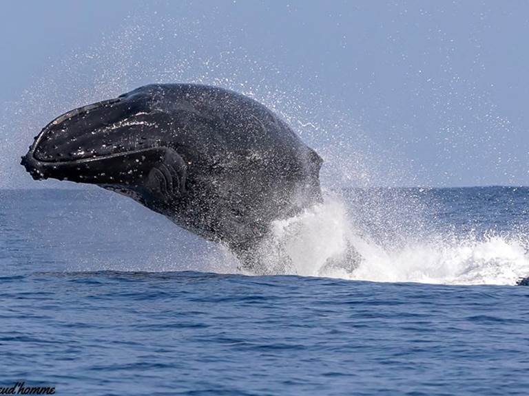 baleine st gilles by isabelle p et cocoboat