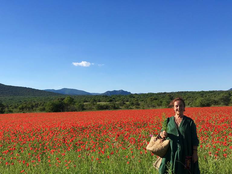 coquelicots et bientôt millepertuis