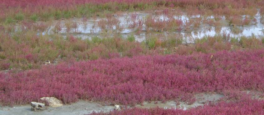 Marais salants et ses salicornes