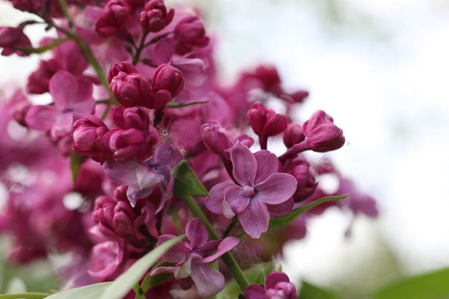 Lilas en fleur