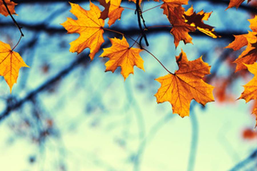Magnifique saison l'automne