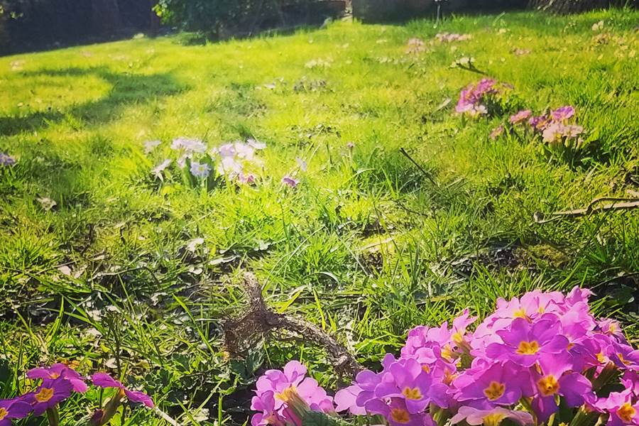 Jardin en fleur