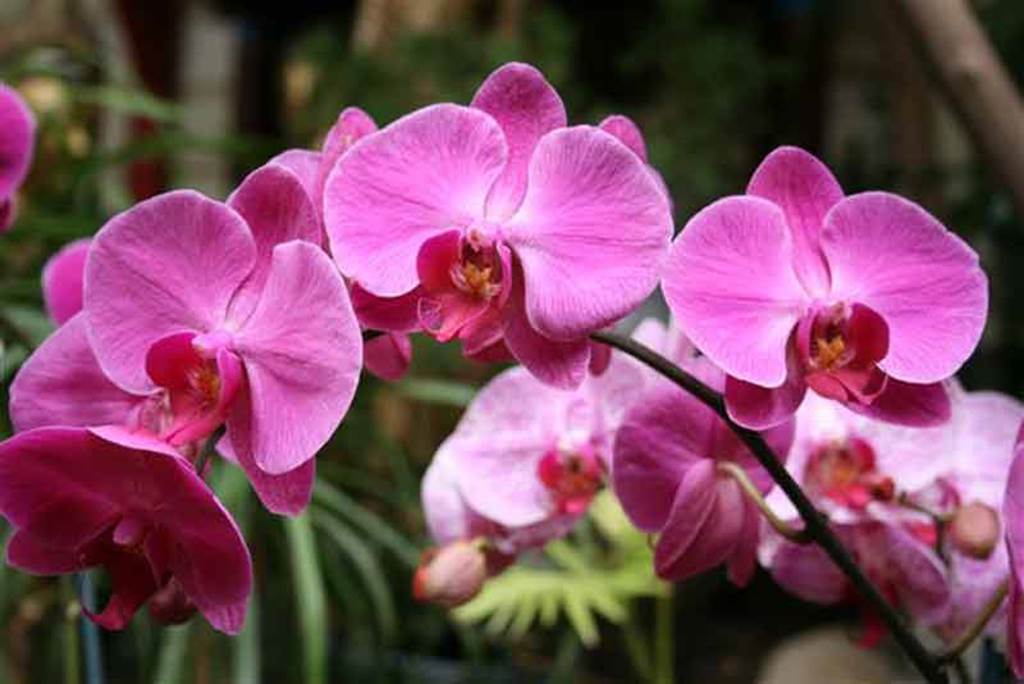 Tropical Parc