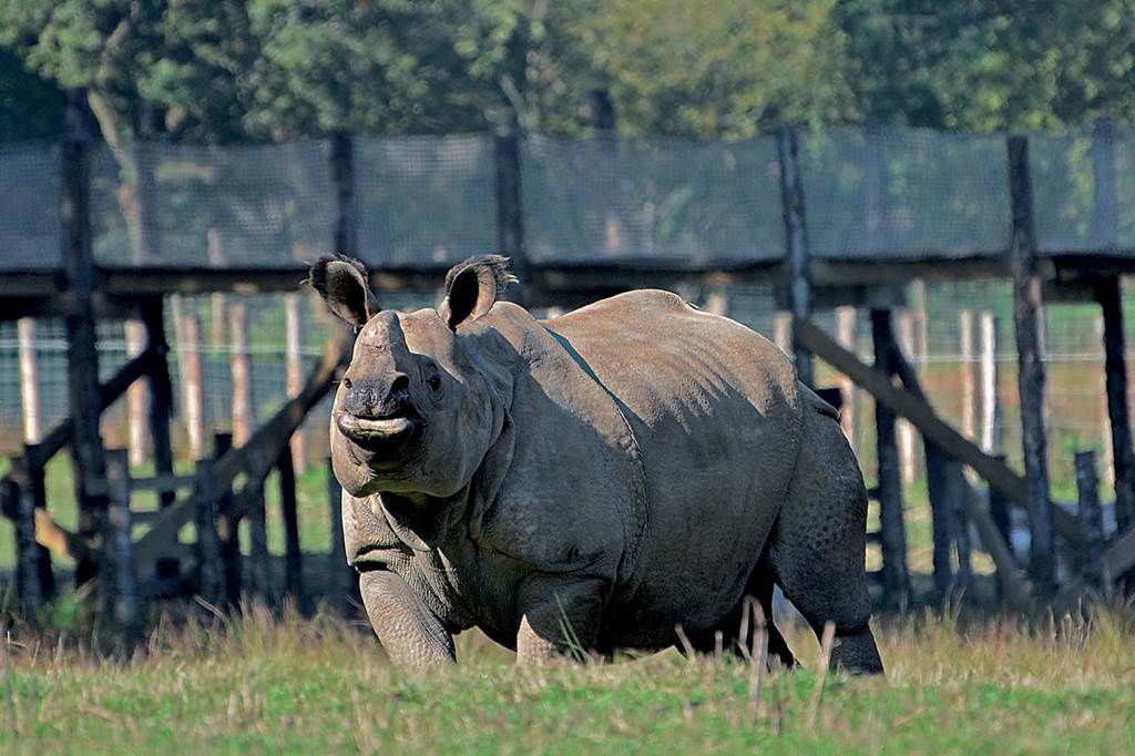 Parc animalier & botanique et Parcabout®  de Branféré