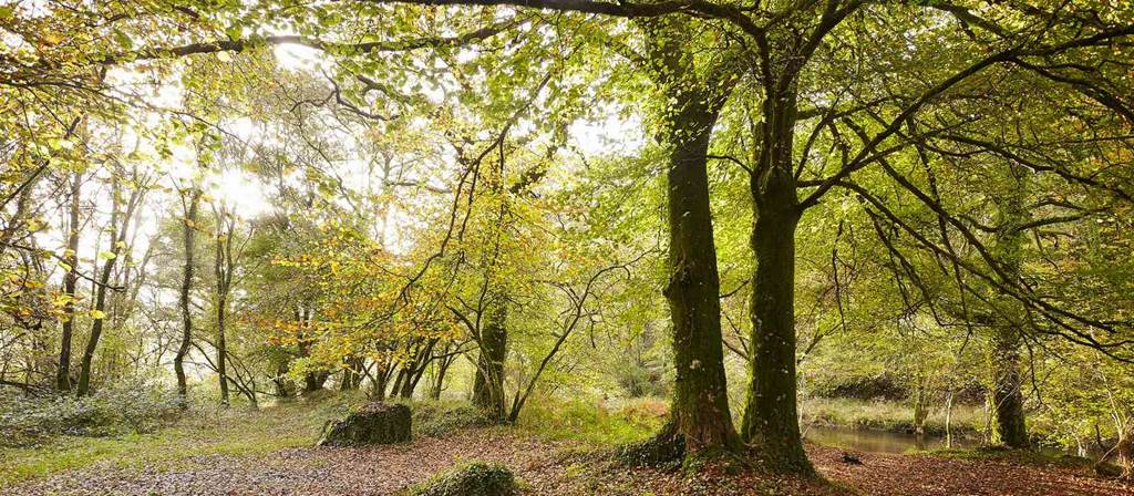 Forêt Domaniale de Pont Calleck